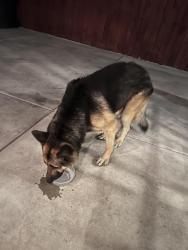 Found/Stray Male Dog last seen Near Cherry Park, Long Beach, CA 90807