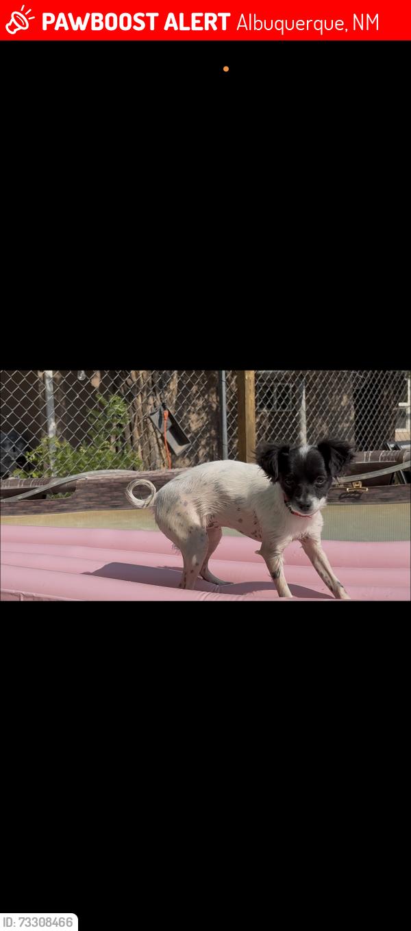 Lost Female Dog last seen Atridco /central, Albuquerque, NM 87105