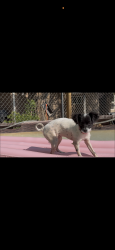 Lost Female Dog last seen Atridco /central, Albuquerque, NM 87105