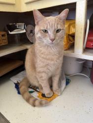 Reunited Female Cat last seen Forrest home, Milwaukee, WI 53204