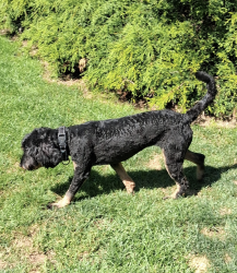 Reunited Female Dog last seen Bean rd and Hwy 101, Port Angeles, WA 98363