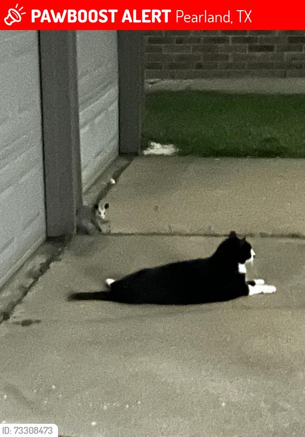 Lost Male Cat last seen Old Alvin by Alexander school, Pearland, TX 77581