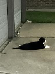 Lost Male Cat last seen Old Alvin by Alexander school, Pearland, TX 77581