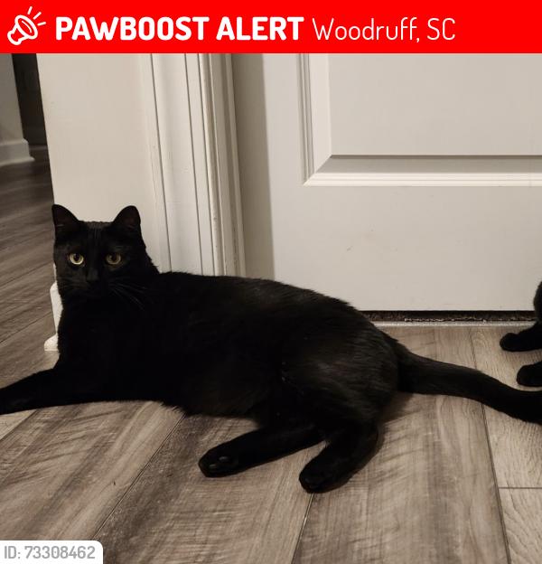 Lost Male Cat last seen Vickery Station neighborhood, Woodruff, SC 29388