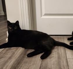 Lost Male Cat last seen Vickery Station neighborhood, Woodruff, SC 29388