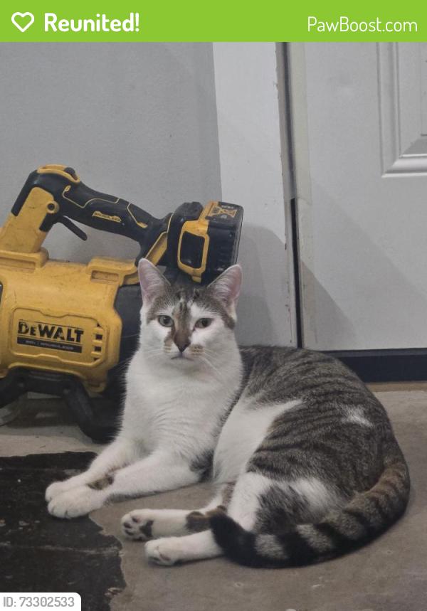 Reunited Male Cat last seen Bentley Ave, Hamilton twp, NJ 08619, USA, Hamilton Township, NJ 08619