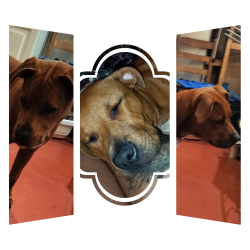 Lost Female Dog last seen Lockwood ridge road, Sarasota, FL 34234