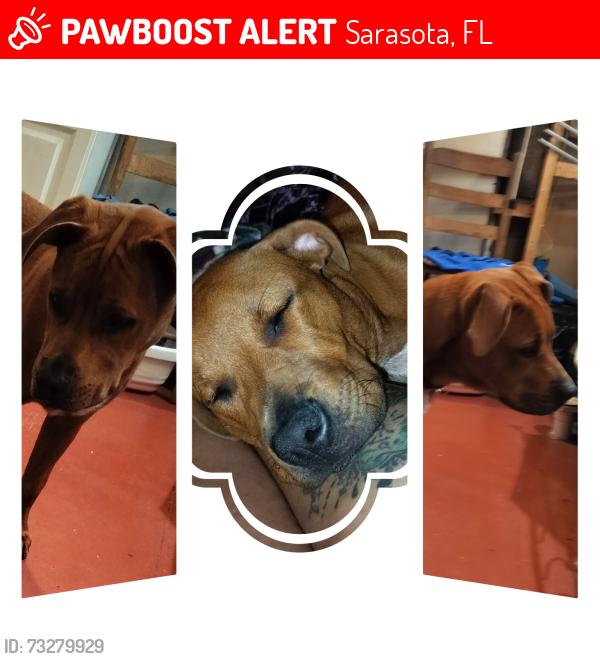 Lost Female Dog last seen Lockwood ridge road, Sarasota, FL 34234
