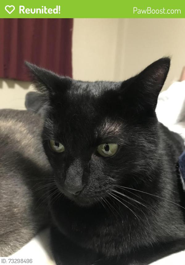 Reunited Male Cat last seen Mid broadwell Rd, Alpharetta, GA 30004