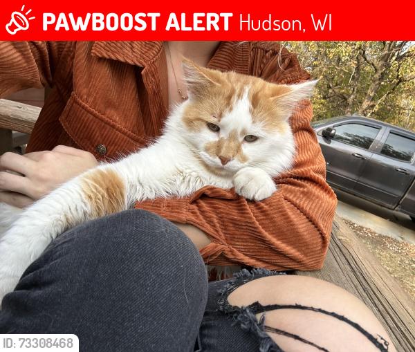 Lost Male Cat last seen Mchutchion, Hudson, WI 54016
