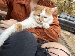 Lost Male Cat last seen Mchutchion, Hudson, WI 54016
