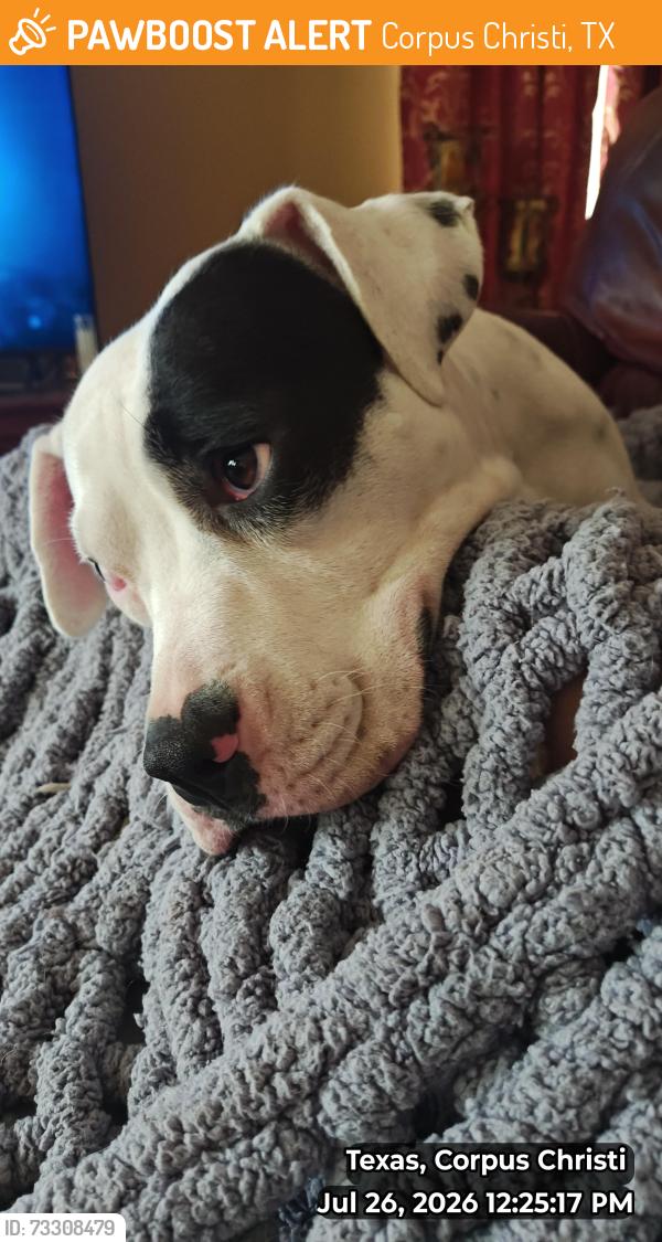 Found/Stray Female Dog last seen Ralston and Reid, Corpus Christi, TX 78404