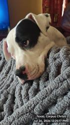 Found/Stray Female Dog last seen Ralston and Reid, Corpus Christi, TX 78404