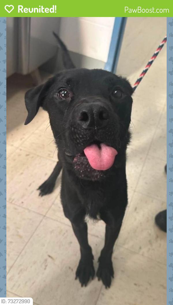 Reunited Male Dog last seen Como and Hamline, Saint Paul, MN 55108