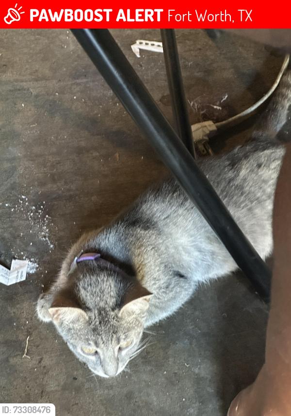 Lost Female Cat last seen Prospect Hill Drive and Stonewall Ln, Fort Worth, TX 76123