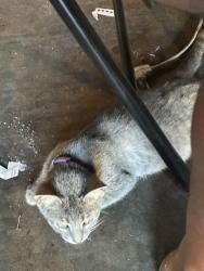 Lost Female Cat last seen Prospect Hill Drive and Stonewall Ln, Fort Worth, TX 76123
