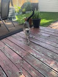 Reunited Unknown Cat last seen 25th and N Clarkson, Denver, CO 80205