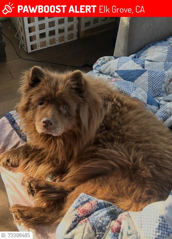 Lost Female Dog last seen Elk Grove boulevard & Bradshaw road, Elk Grove, CA 95624