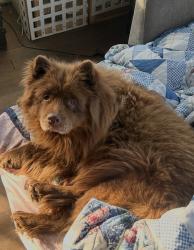 Lost Female Dog last seen Elk Grove boulevard & Bradshaw road, Elk Grove, CA 95624