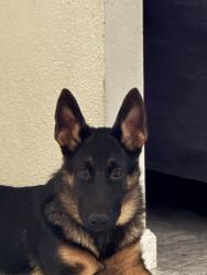 Reunited Female Dog last seen Near Karen Way, Henderson, NV 89015, USA, Henderson, NV 89015
