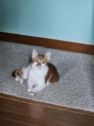Lost Male Cat last seen In Sylvan heights, Emporium, PA 15834