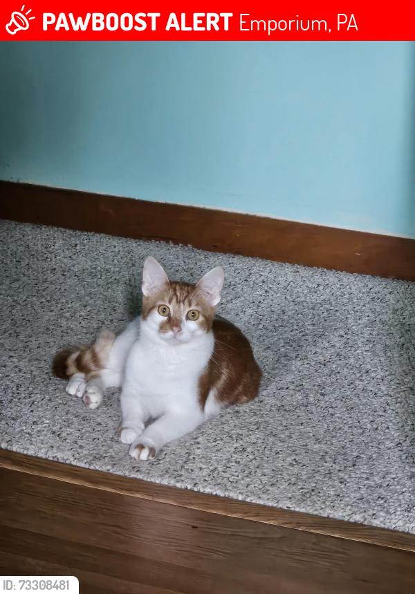 Lost Male Cat last seen In Sylvan heights, Emporium, PA 15834