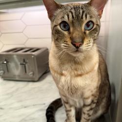 Lost Male Cat last seen Wadsworth and Bellevue, Littleton, CO 80123