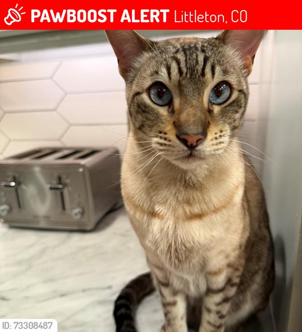Lost Male Cat last seen Wadsworth and Bellevue, Littleton, CO 80123