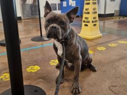 Shelter Stray Male Dog last seen , 14409 Vanowen St, Van Nuys, CA 91405, USA