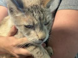 Shelter Stray Male Cat last seen , West Valley Animal Shelter, 20655 Plummer St, Chatsworth, CA 91311, USA