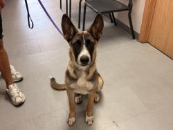 Shelter Stray Female Dog last seen UNIVERSITY PKWY X NORTHPARK BLVD, 333 Chandler Pl, San Bernardino, CA 92408, USA