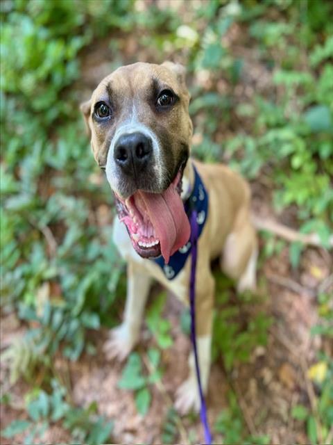 Shelter Stray Male Dog last seen CHARLOTTE, 8315 Byrum Dr, Charlotte, NC 28217, USA