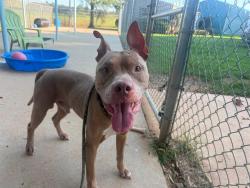 Shelter Stray Male Dog last seen CHARLOTTE, 8315 Byrum Dr, Charlotte, NC 28217, USA