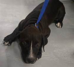 Shelter Stray Female Dog last seen REAM WAY BAKERSFIELD, 201 S Mt Vernon Ave, Bakersfield, CA 93307, USA