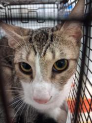 Shelter Stray Male Cat last seen , 1850 W 60th St, Los Angeles, CA 90047, USA