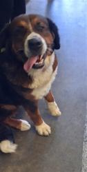 Shelter Stray Female Dog last seen , 1850 W 60th St, Los Angeles, CA 90047, USA