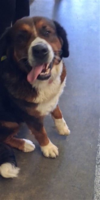 Shelter Stray Female Dog last seen , 1850 W 60th St, Los Angeles, CA 90047, USA