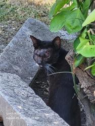 Shelter Stray Male Cat last seen W THEO, 4710 TX-151, San Antonio, TX 78227, USA
