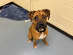 Shelter Stray Male Dog last seen Near BLOCK N LISBON CT, DENVER CO 80249, 1241 W Bayaud Ave, Denver, CO 80223, USA