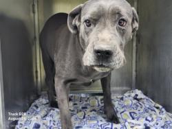 Shelter Stray Female Dog last seen Near BLOCK STRASBURG ST, DETROIT, MI 48205, 7401 Chrysler Dr, Detroit, MI 48211, USA