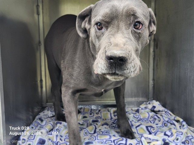 Shelter Stray Female Dog last seen Near BLOCK STRASBURG ST, DETROIT, MI 48205, 7401 Chrysler Dr, Detroit, MI 48211, USA