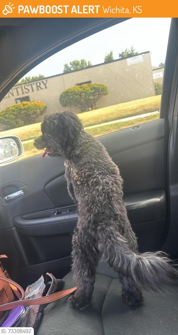 Found/Stray Male Dog last seen Oliver and 10th - near Adams Elementary School, Wichita, KS 67208