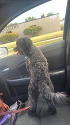 Found/Stray Male Dog last seen Oliver and 10th - near Adams Elementary School, Wichita, KS 67208