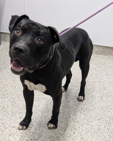 Shelter Stray Male Dog last seen Near BLOCK W 8 MILE RD, DETROIT MI 48203, 7401 Chrysler Dr, Detroit, MI 48211, USA