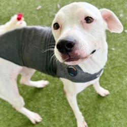 Shelter Stray Female Dog last seen EMERALDA ISLAND RD LEESBURG, 12280 County Rd 448, Tavares, FL 32778, USA