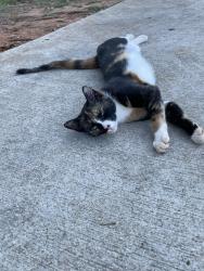 Found/Stray Female Cat last seen Stewart Mill Rd and Hwy 5, Douglasville, GA 30135