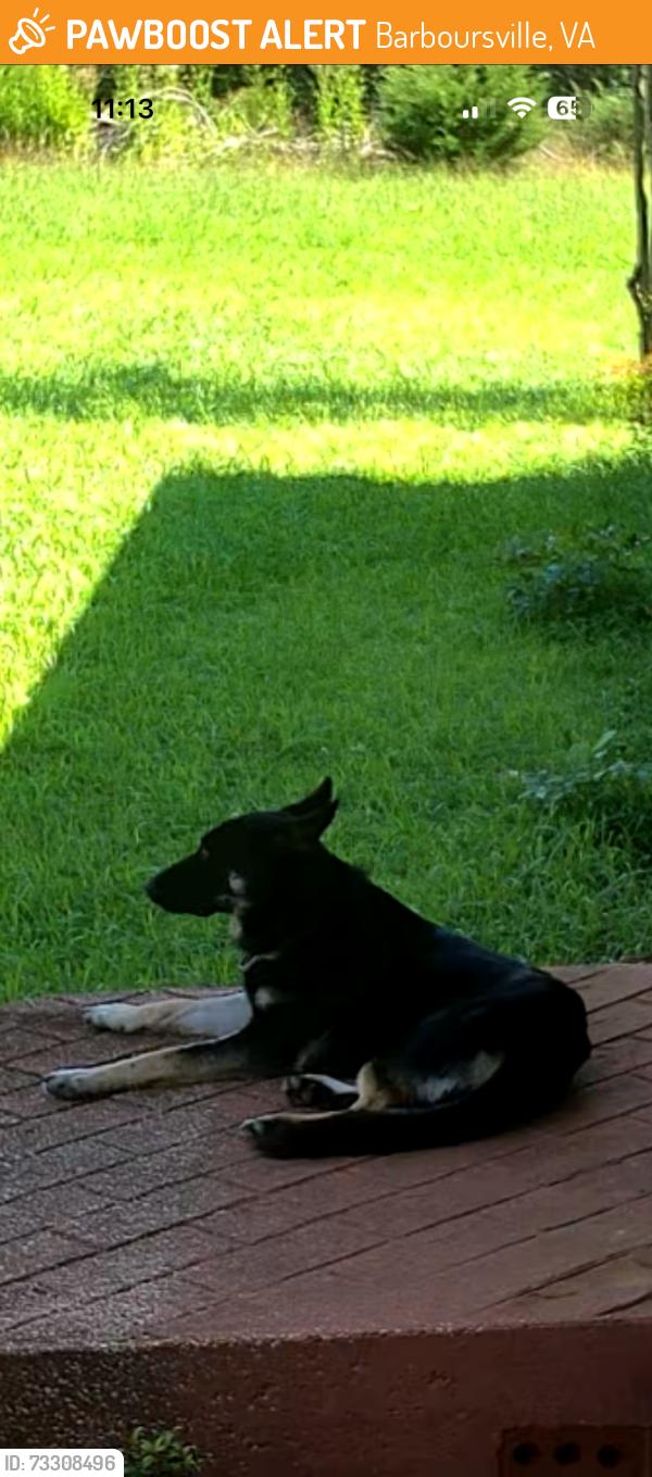 Found/Stray Male Dog last seen Near Seminole trail, Barboursville, VA 22923