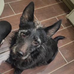 Reunited Female Dog last seen Near The Whittier Greenway Trail, Whittier, CA 90601, USA, Whittier, CA 90601