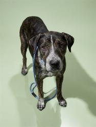 Shelter Stray Male Dog last seen Near BLOCK TISONS BLF RD, 2020 Forest St, Jacksonville, FL 32204, USA