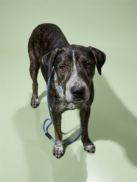 Shelter Stray Male Dog last seen Near BLOCK TISONS BLF RD, 2020 Forest St, Jacksonville, FL 32204, USA